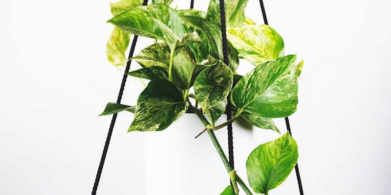 英格兰足球超级联赛比赛现场观众欢呼照片